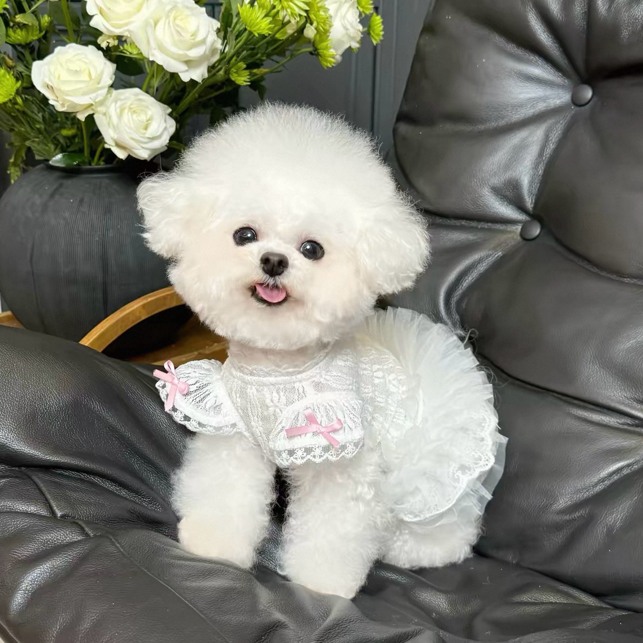 2026 Princess Style Pet Dress  - Lace Teddy Lingerie recensione e prezzo