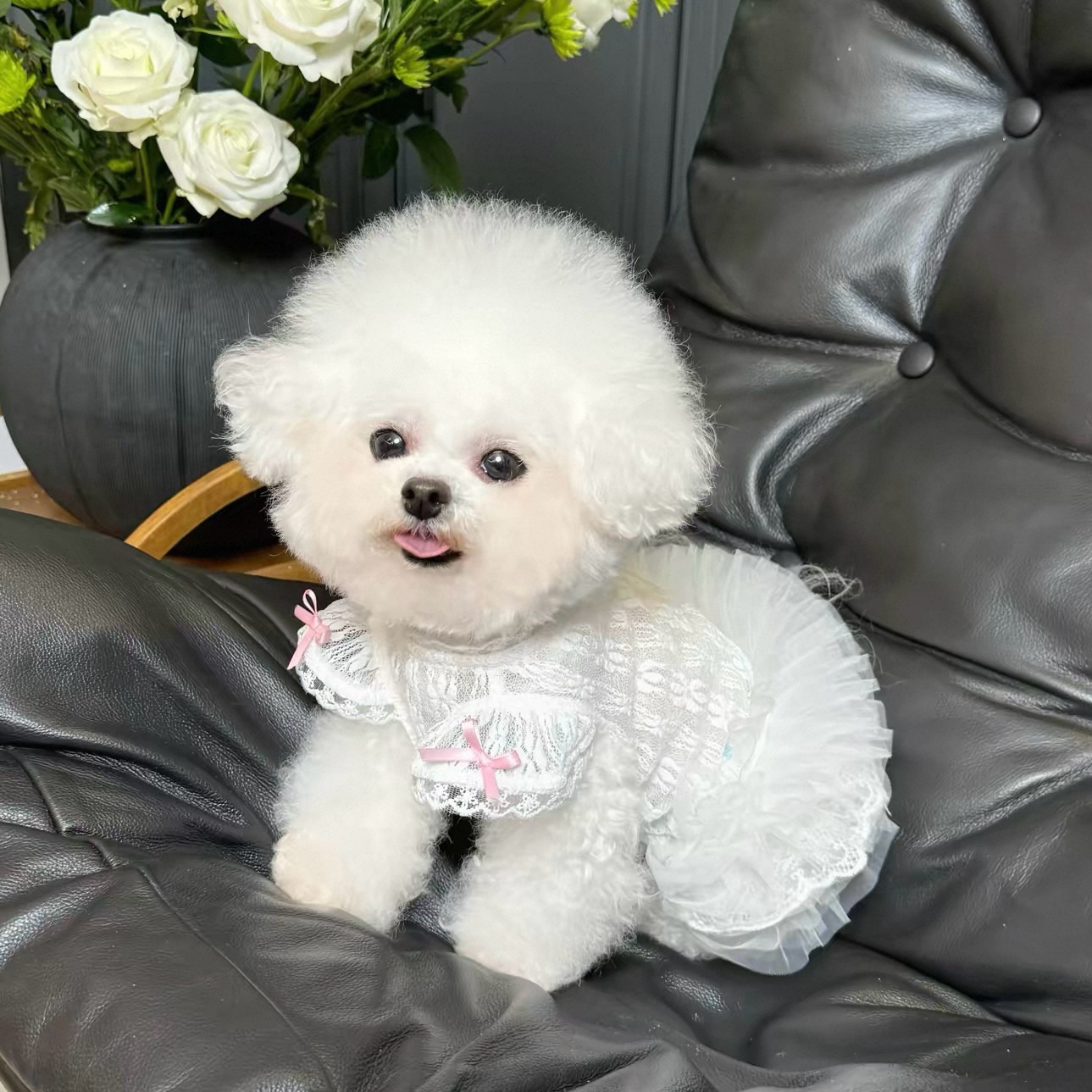 2026 Princess Style Pet Dress  - Lace Teddy Lingerie recensione e prezzo